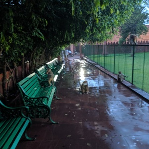 IMG_20190708_053220.jpg